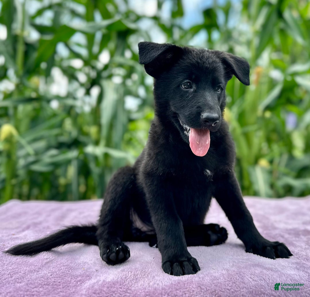 German Shepherd dogs for sale: Ember - Image 6