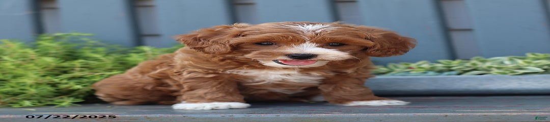 Molly