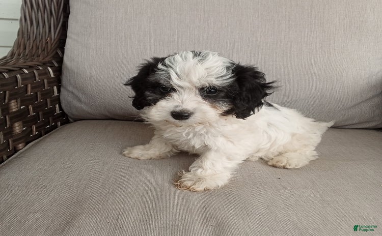 Havapoo dogs for sale - Ad 4