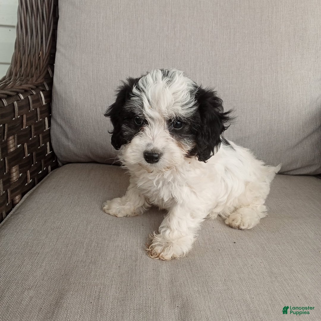 Havapoo dogs for sale: Bobby - Image 5