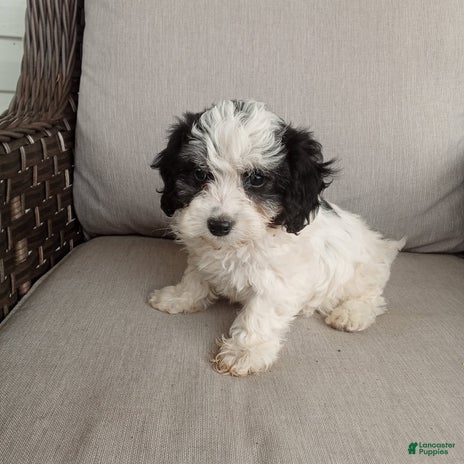 Havapoo dogs for sale - Ad 4