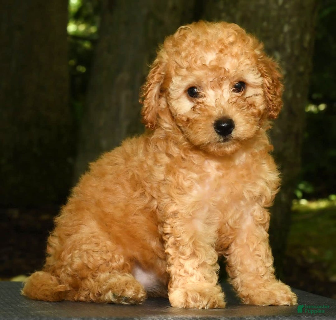 Mini Goldendoodle dogs for sale: Lexie - Image 9