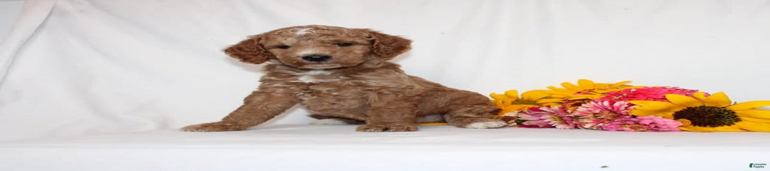 Harvey