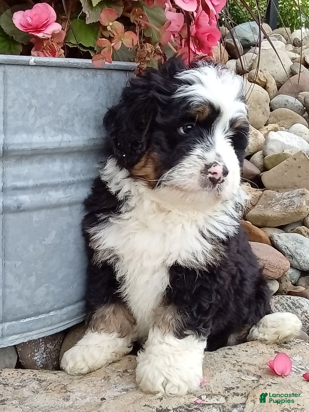 Mini Bernedoodle dogs for sale: Banjo - Image 8
