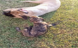 English Mastiff dogs for sale: Pink Girl 🩷 - Image 7