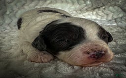 Cavapoo dogs for sale: Timon - Image 20