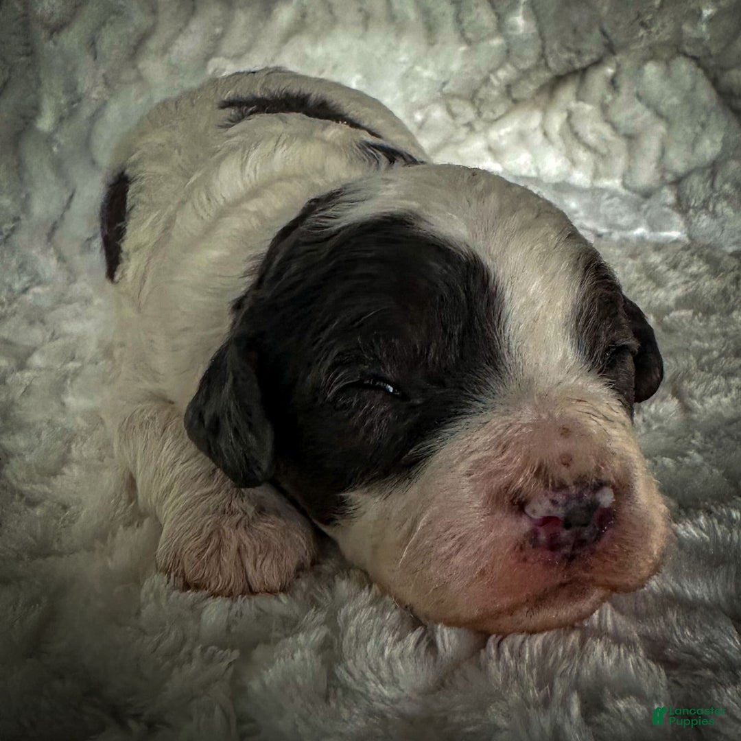Cavapoo dogs for sale: Timon - Image 20