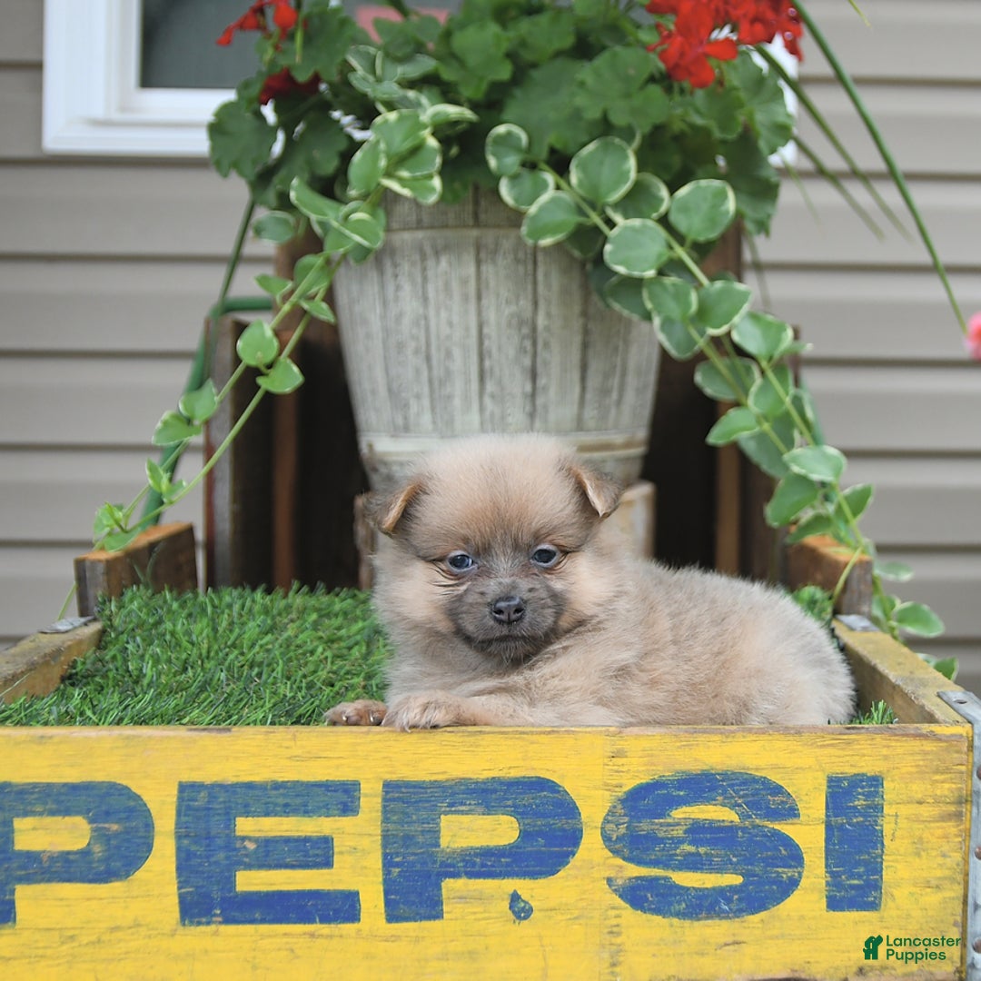 Pomeranian dogs for sale: Fancy - Image 7