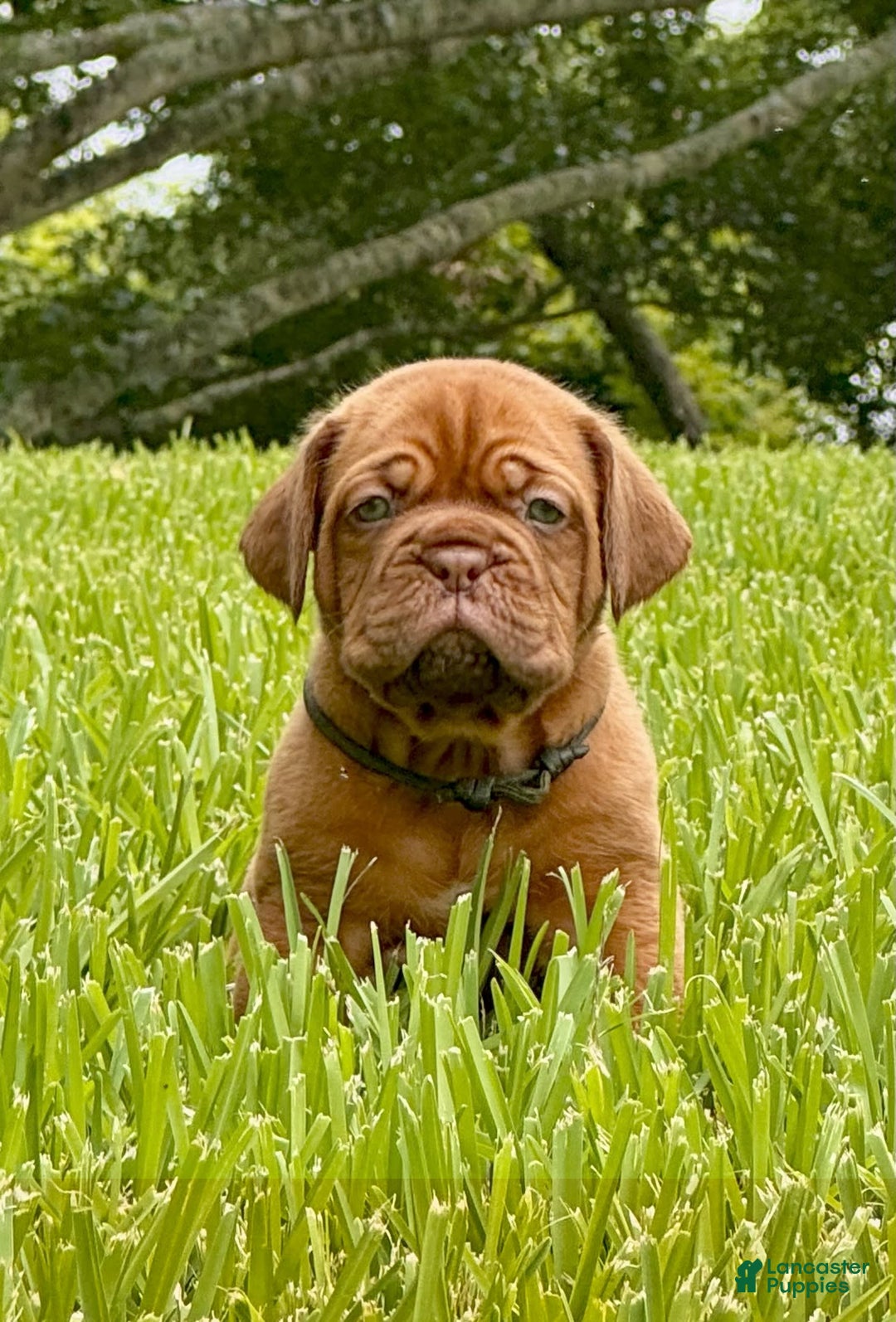 Dogue De Bordeaux dogs for sale: Green Female - Image 6