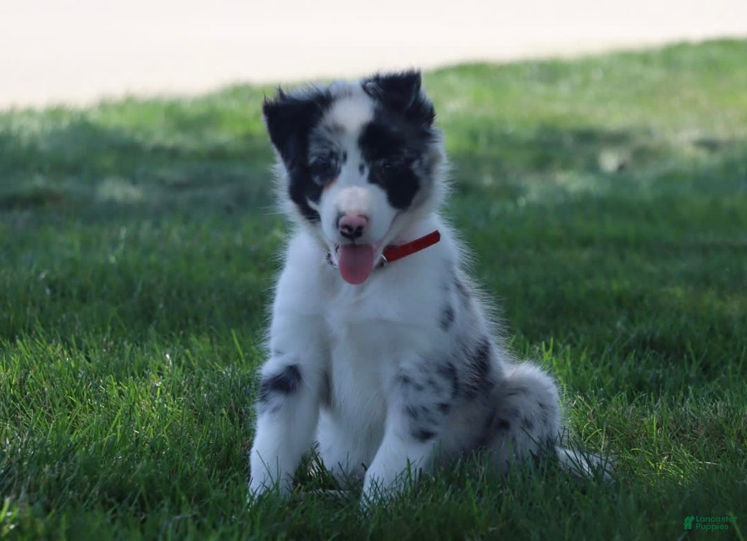 Border Collie dogs for sale: Stetson - Image 4