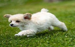 Toy Poodle dogs for sale: Oscar - Image 1
