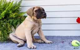 English Mastiff dogs for sale: Hazel - Image 19