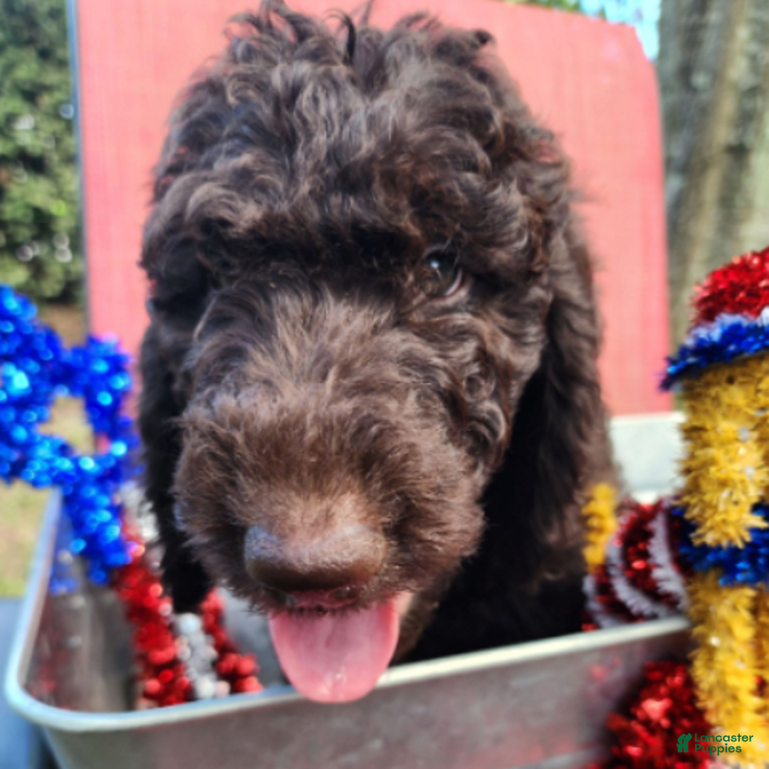 Goldendoodle dogs for sale: Dutch - Image 5