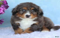 Mini Bernedoodle dogs for sale: Rocko - Image 5
