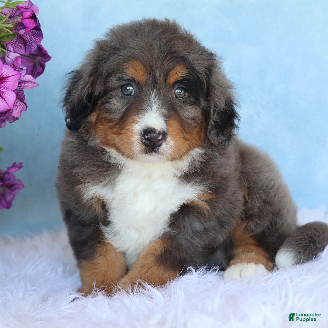 Mini Bernedoodle dogs for sale: Rocko - Image 5