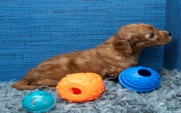 Cavapoo dogs for sale: Izaiah - Image 11