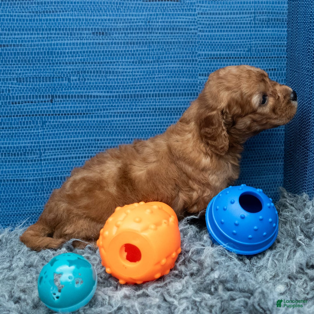 Cavapoo dogs for sale: Izaiah - Image 11