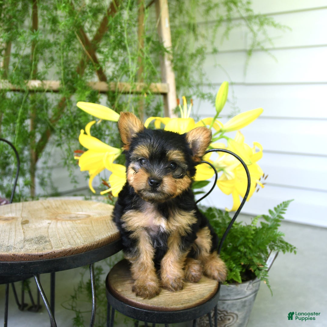 Yorkiepoo dogs for sale: Mickey - Image 6