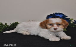 Shihpoo dogs for sale: Justin - Image 4