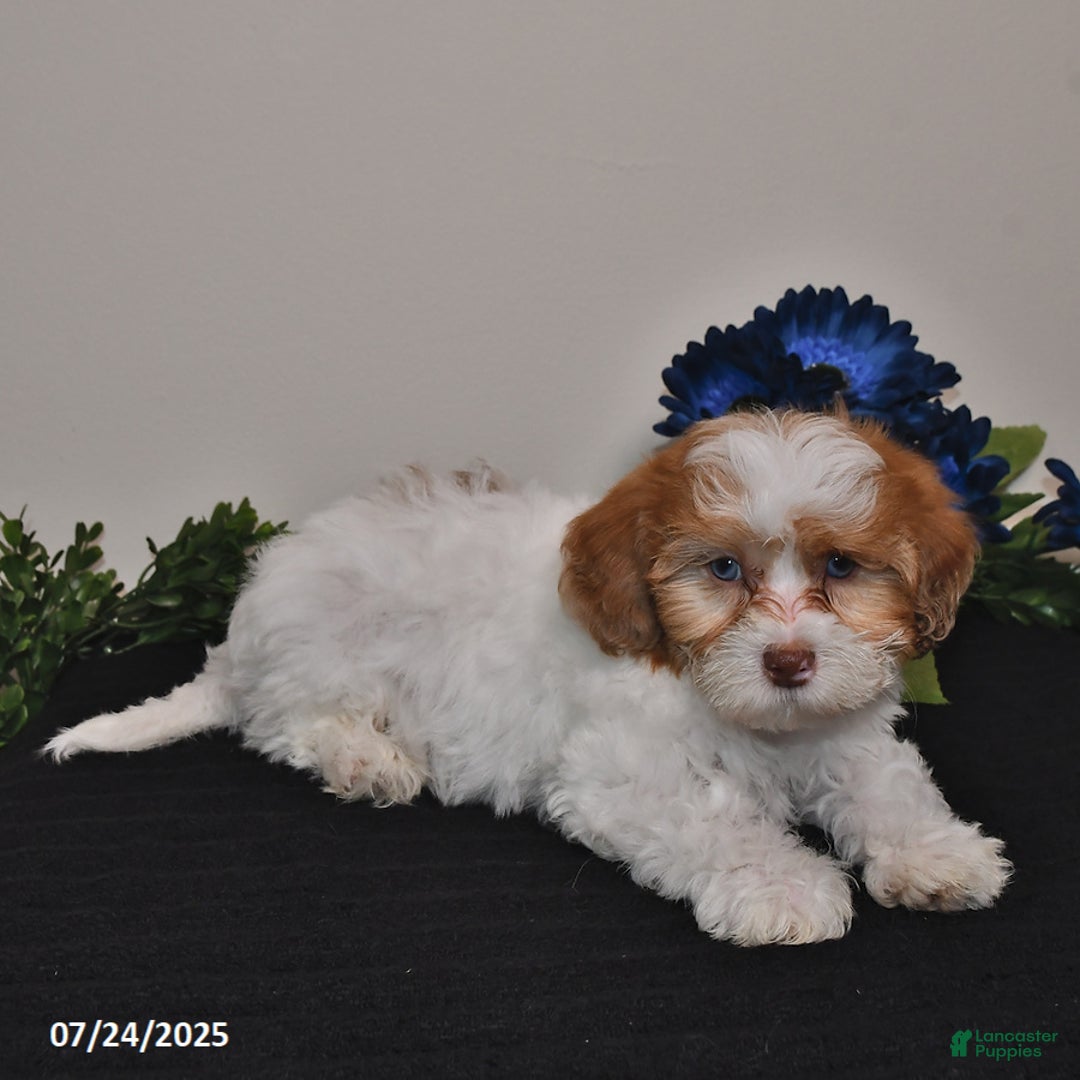 Shihpoo dogs for sale: Justin - Image 4