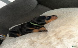 Doberman Pinscher dogs for sale: Green Collar - Image 4