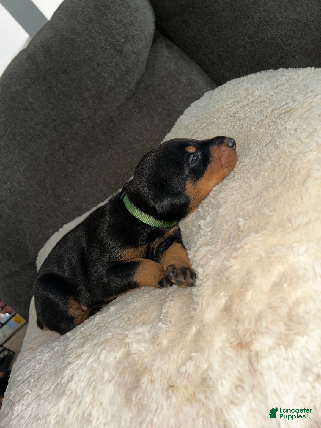 Doberman Pinscher dogs for sale: Green Collar - Image 4