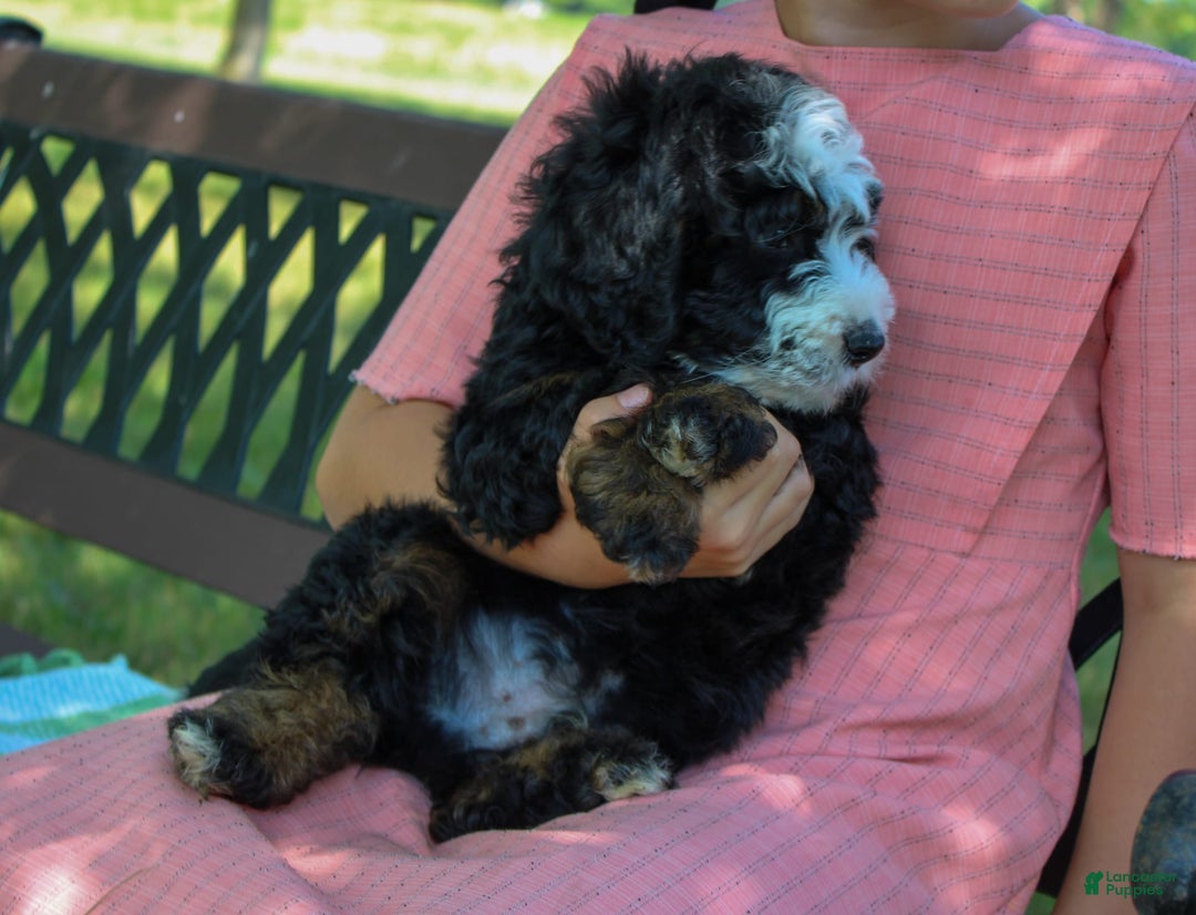 Mini Bernedoodle dogs for sale: Leo - Image 9
