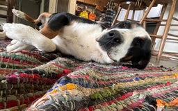 Greater Swiss Mountain Dog dogs for sale: Miss Purple - Image 6