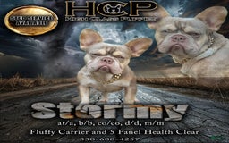 French Bulldog dogs for sale: Drew - Image 12