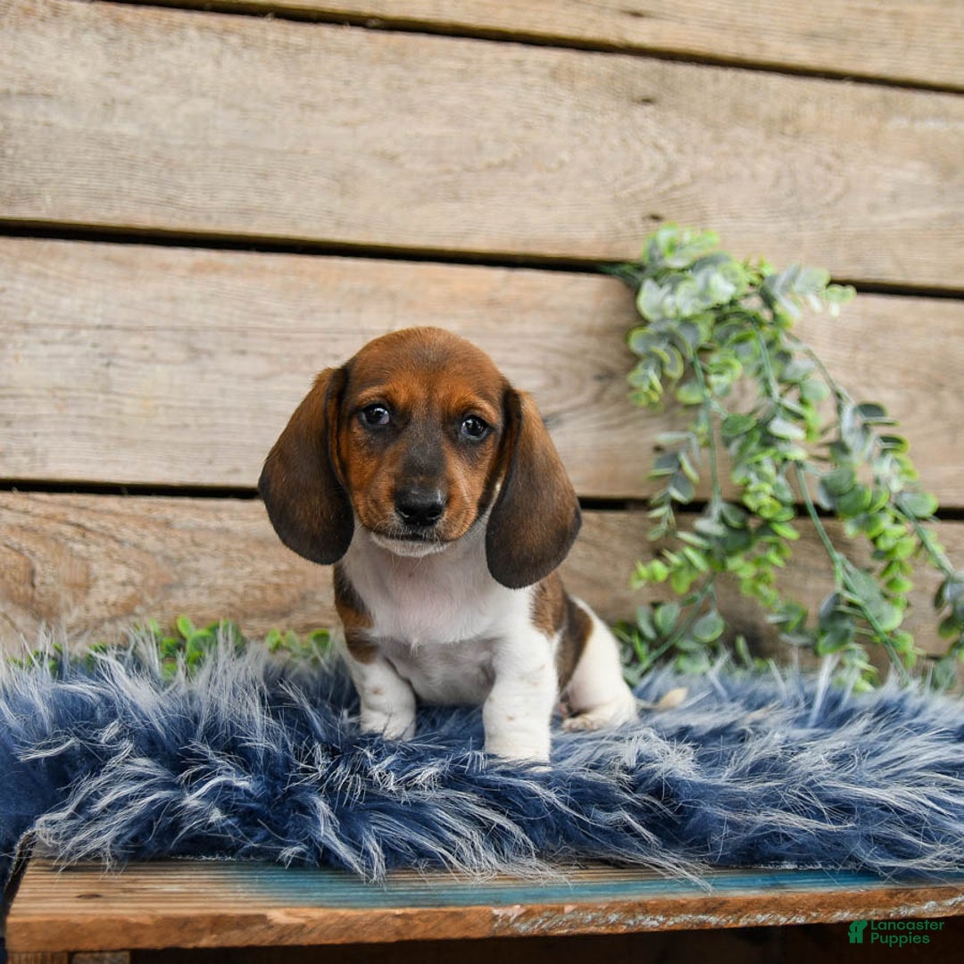 Dachshund dogs for sale: Cream Puff - Image 1