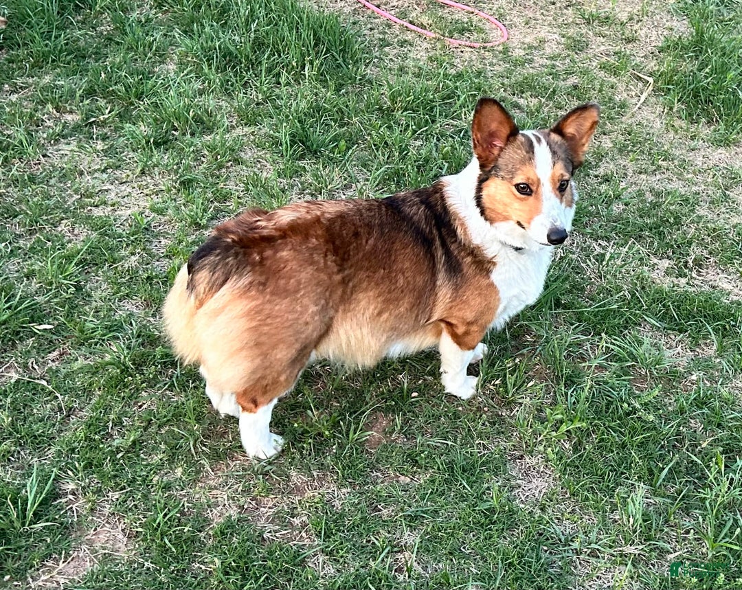 Welsh Corgi Pembroke dogs for sale: Harley X Dash Female - Image 1
