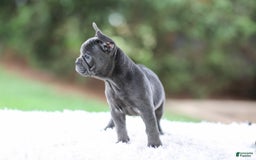 French Bulldog dogs for sale: Violet - Image 6