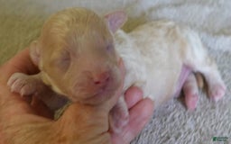 Toy Poodle dogs for sale: Zylo - Image 1