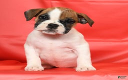 Beabull dogs for sale: Kaitlyn - Image 4