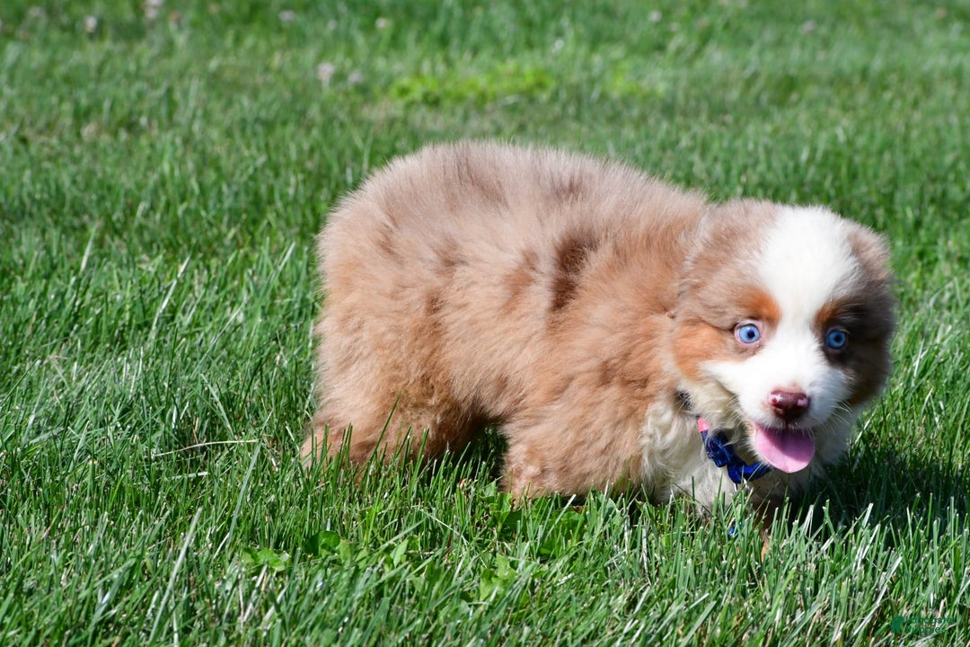 Miniature Australian Shepherd dogs for sale: Jasper - Image 4