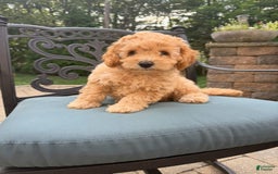 Toy Poodle dogs for sale: Kiko - Image 5