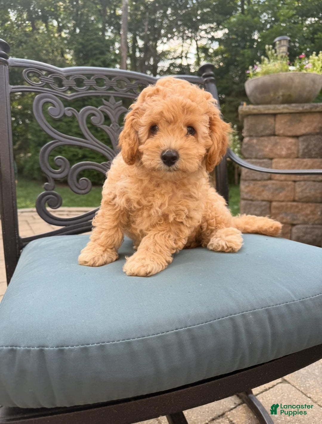 Toy Poodle dogs for sale: Kiko - Image 5