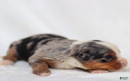 Mini Bernedoodle dogs for sale: Maya - Image 7