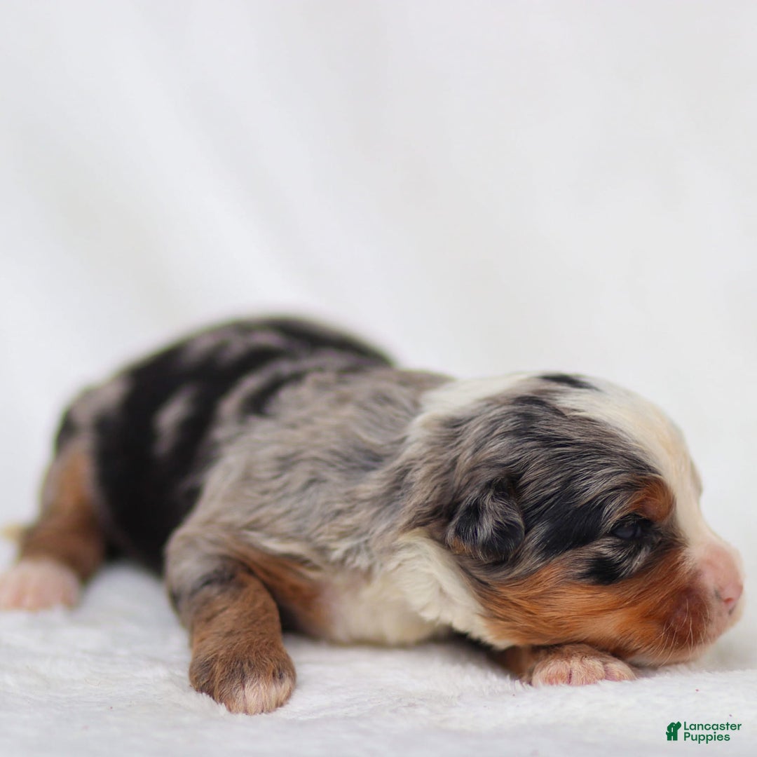 Mini Bernedoodle dogs for sale: Maya - Image 7