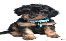Cavapoo dogs for sale: Brooklyn - Image 1
