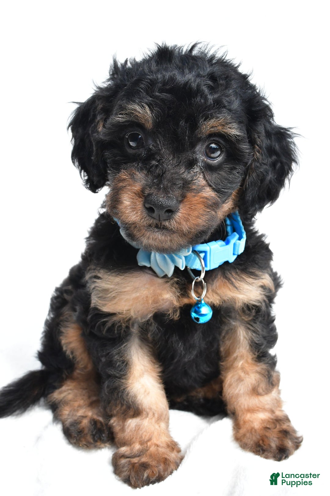 Cavapoo dogs for sale: Brooklyn - Image 1