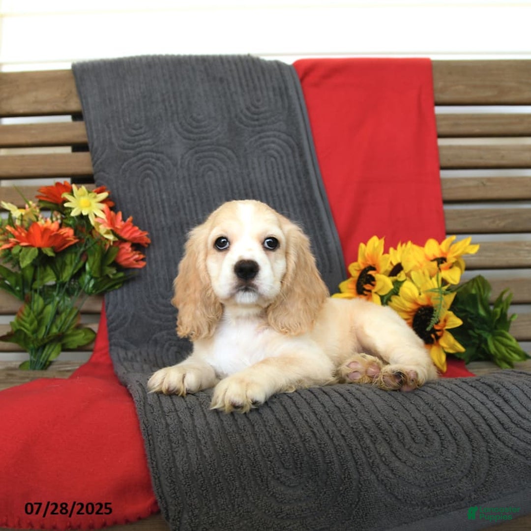 Cocker Spaniel dogs for sale: Pearl - Image 2