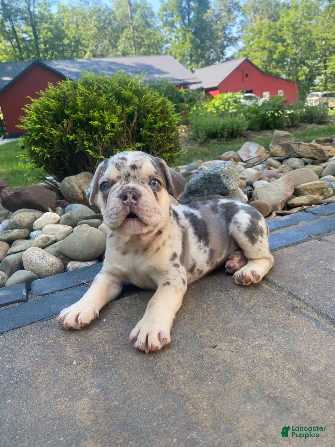 French Bulldog dogs for sale: Rambo - Image 7
