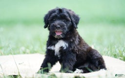 Portuguese Water Dog dogs for sale: Boots - Image 21