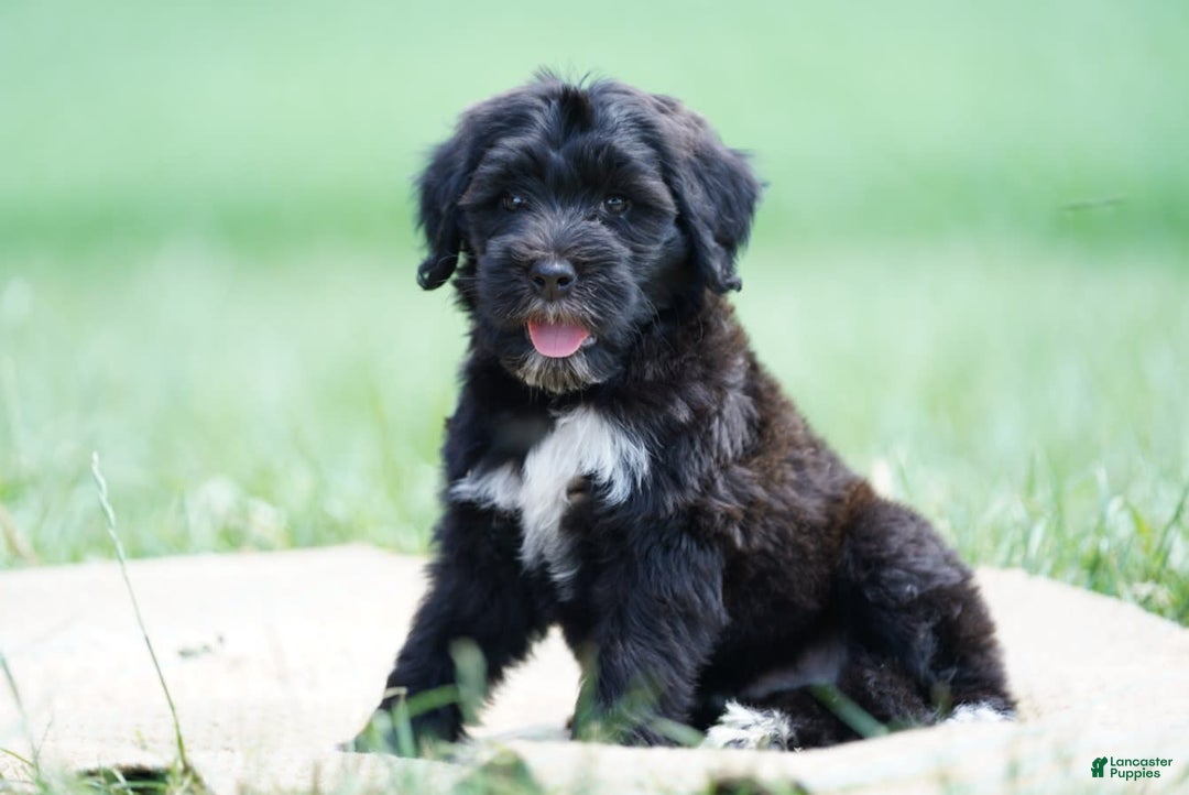 Portuguese Water Dog dogs for sale: Boots - Image 21