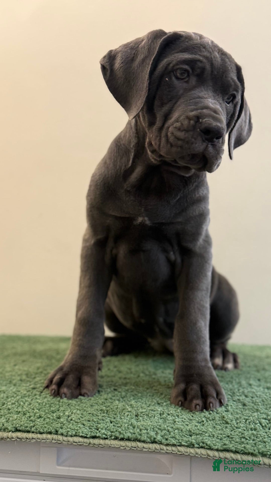 Cane Corso dogs for sale: Madonna - Image 8