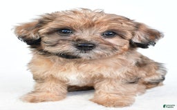 Yorkiepoo dogs for sale: Pearl - Image 9