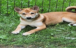 Shiba Inu dogs for sale: Shiba Puppy - Image 6