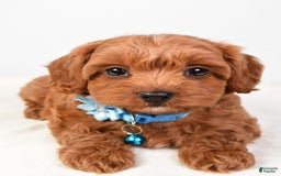 Cockapoo dogs for sale: Nila - Image 3