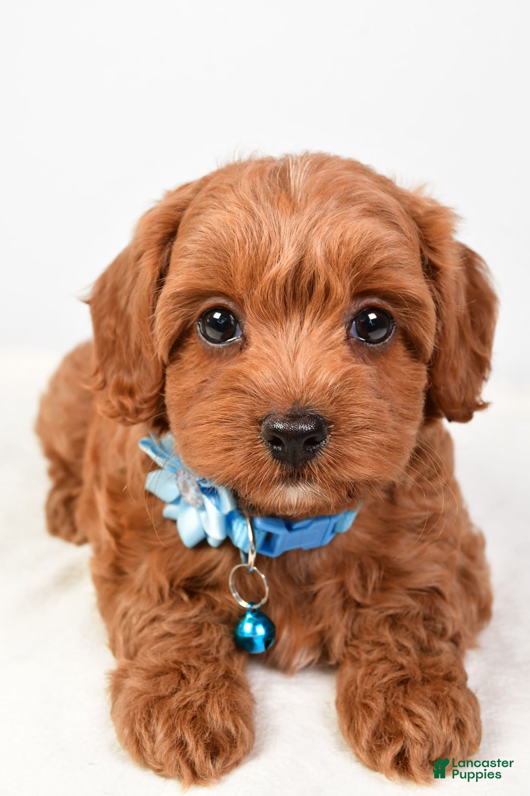 Cockapoo dogs for sale: Nila - Image 3